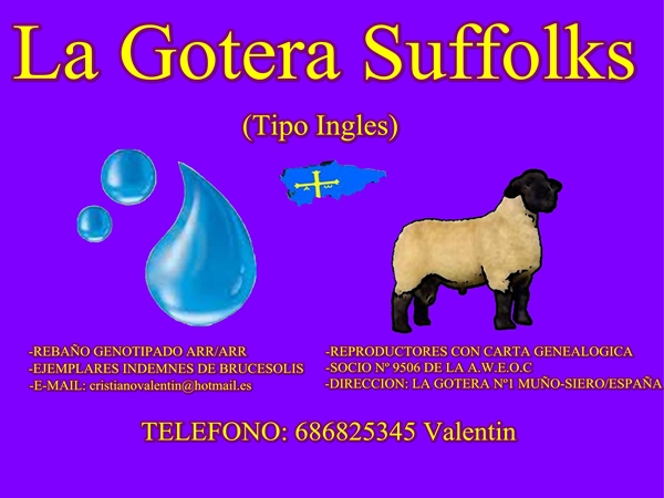 La Gotera Suffolks