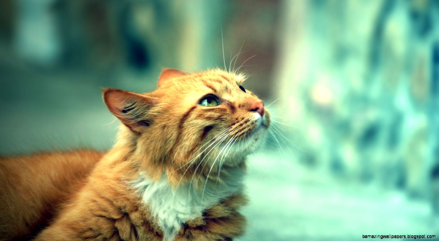 Download 1600x900 Hipster Filter Cat Wallpaper Download 1600x900 Hipster Filter Cat Wallpaper