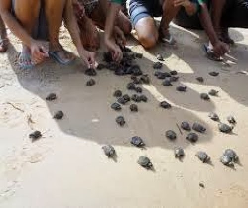 Tartarugas serão devolvidas à natureza neste sábado em Rondônia