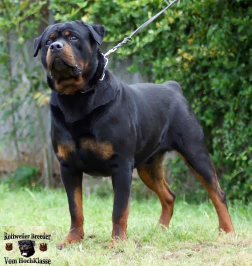 KÖPEK CİNSLERİ Rottweiler , Rottweiler özellikleri