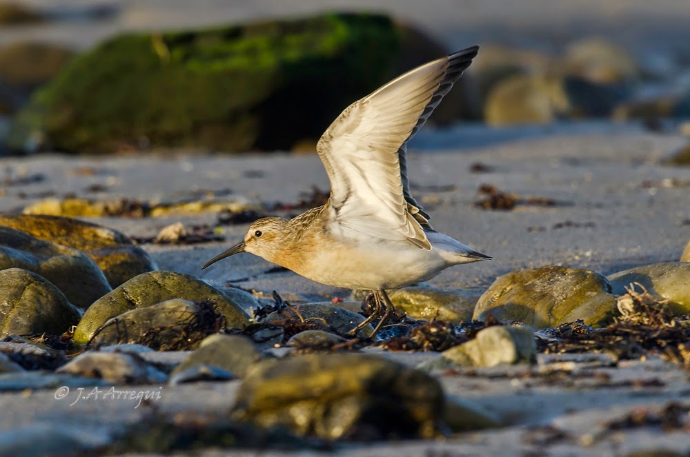 correlimos zarapitin, Calidris ferruginea, Curlew Sandpiper correlimos zarapitin, Calidris ferruginea, Curlew Sandpiper