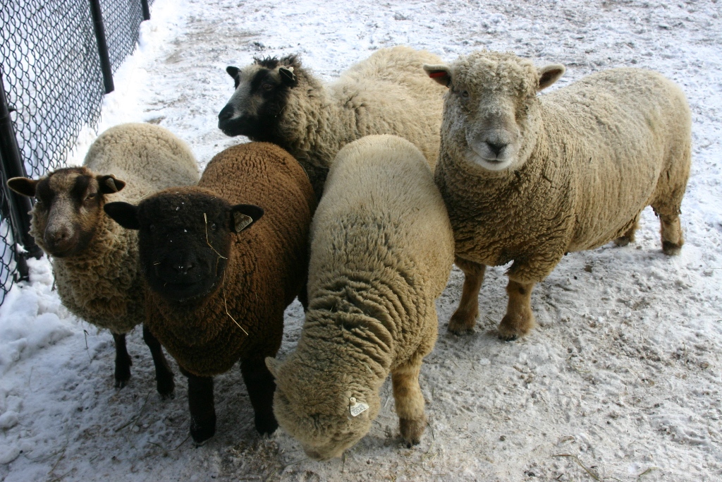Lake Superior Zoo Minnesota Zoo Duluth, Minnesota