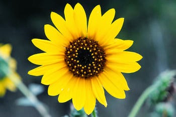 http://manfaatnyasehat.blogspot.com/2014/09/manfaat-bunga-matahari-untuk-kesehatan.html