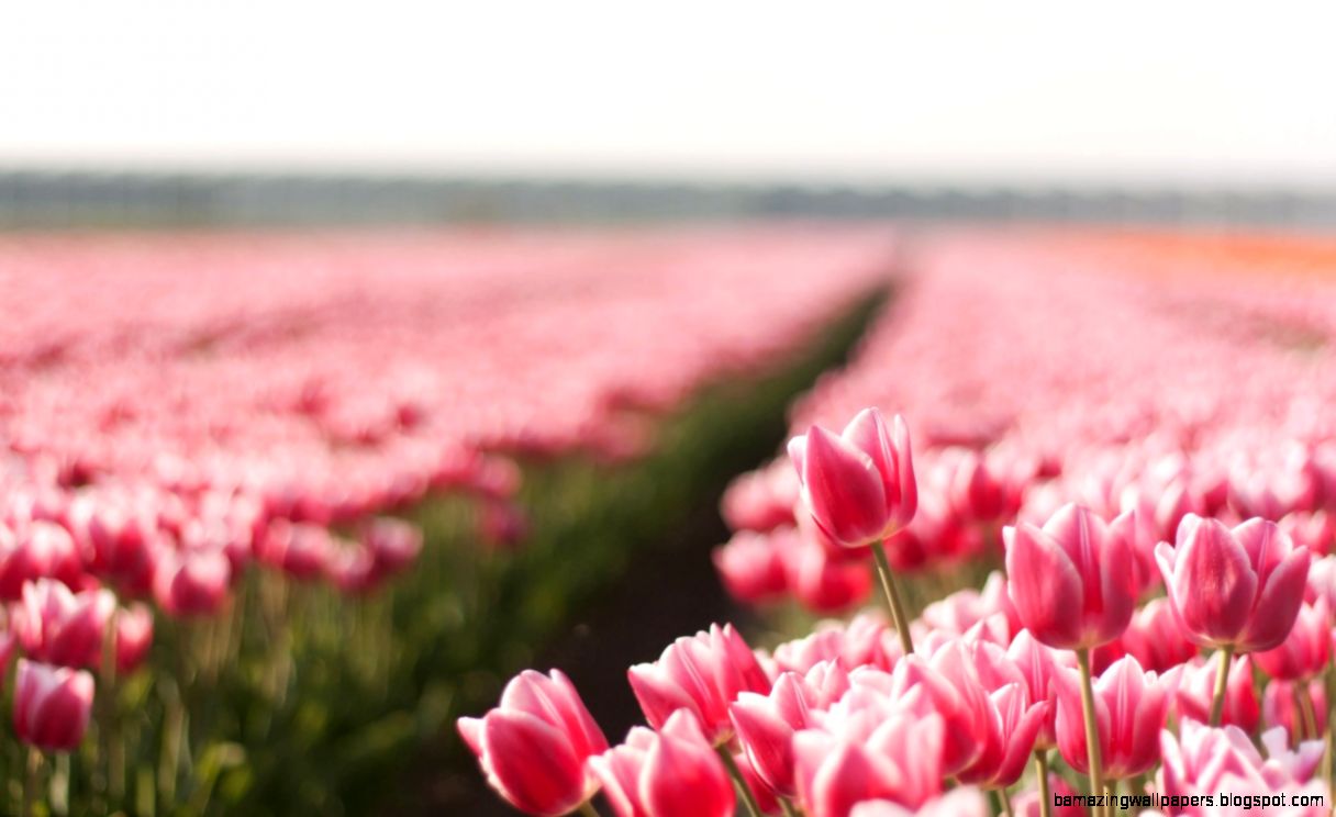 Moons Flower Flower Wallpaper Tumblr Moons Flower Flower Wallpaper Tumblr