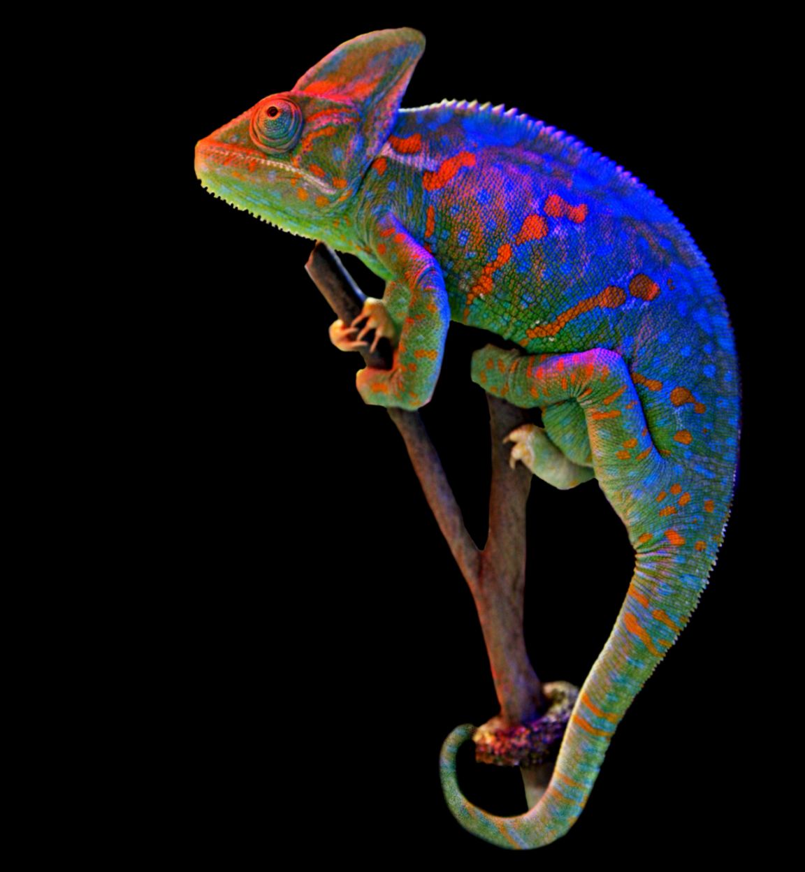 Explaining Science • The Veiled Chameleon Veiled chameleons are Explaining Science • The Veiled Chameleon Veiled chameleons are