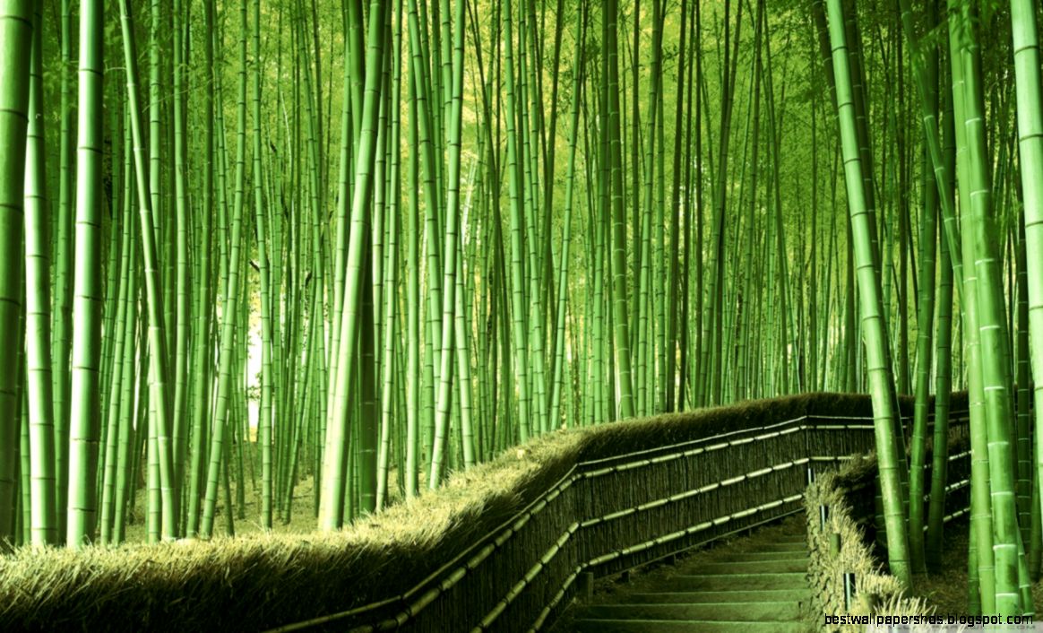 Bamboo Forest Background HD desktop wallpaper High Definition Bamboo Forest Background HD desktop wallpaper High Definition