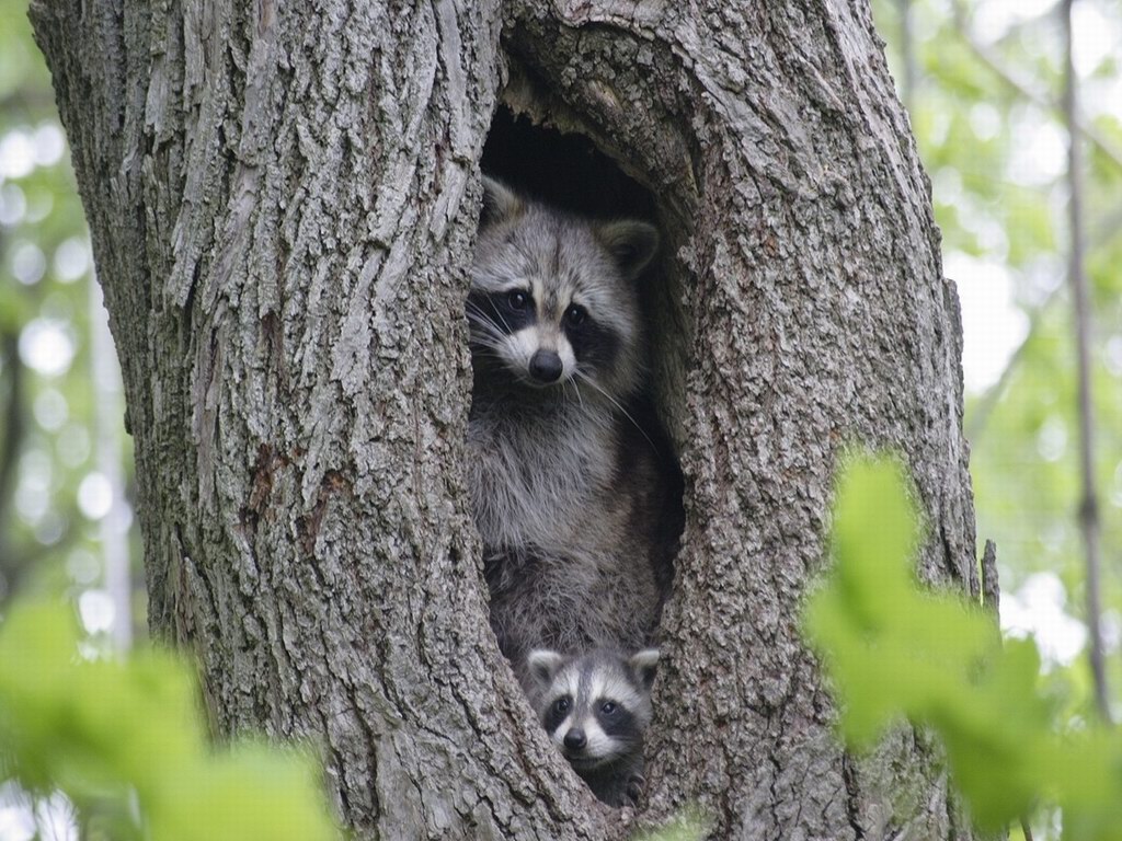 all about animals Raccoons