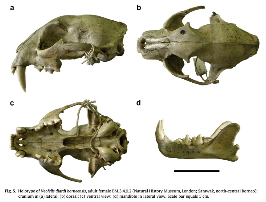 http://3.bp.blogspot.com/-RxcD5X7LCHo/T8bvTqh9_kI/AAAAAAAAMPk/9poVolgNp5Y/s1600/CloudedLeopard_ssp_borneensis-skull.jpg