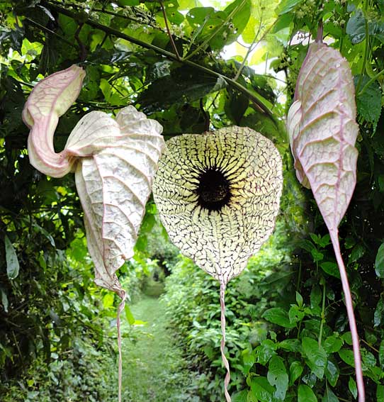 Contribo bark