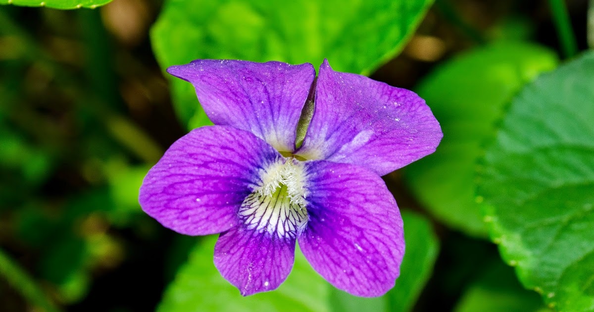 Ohio Nature Spring Wildflowers, Pt. 2