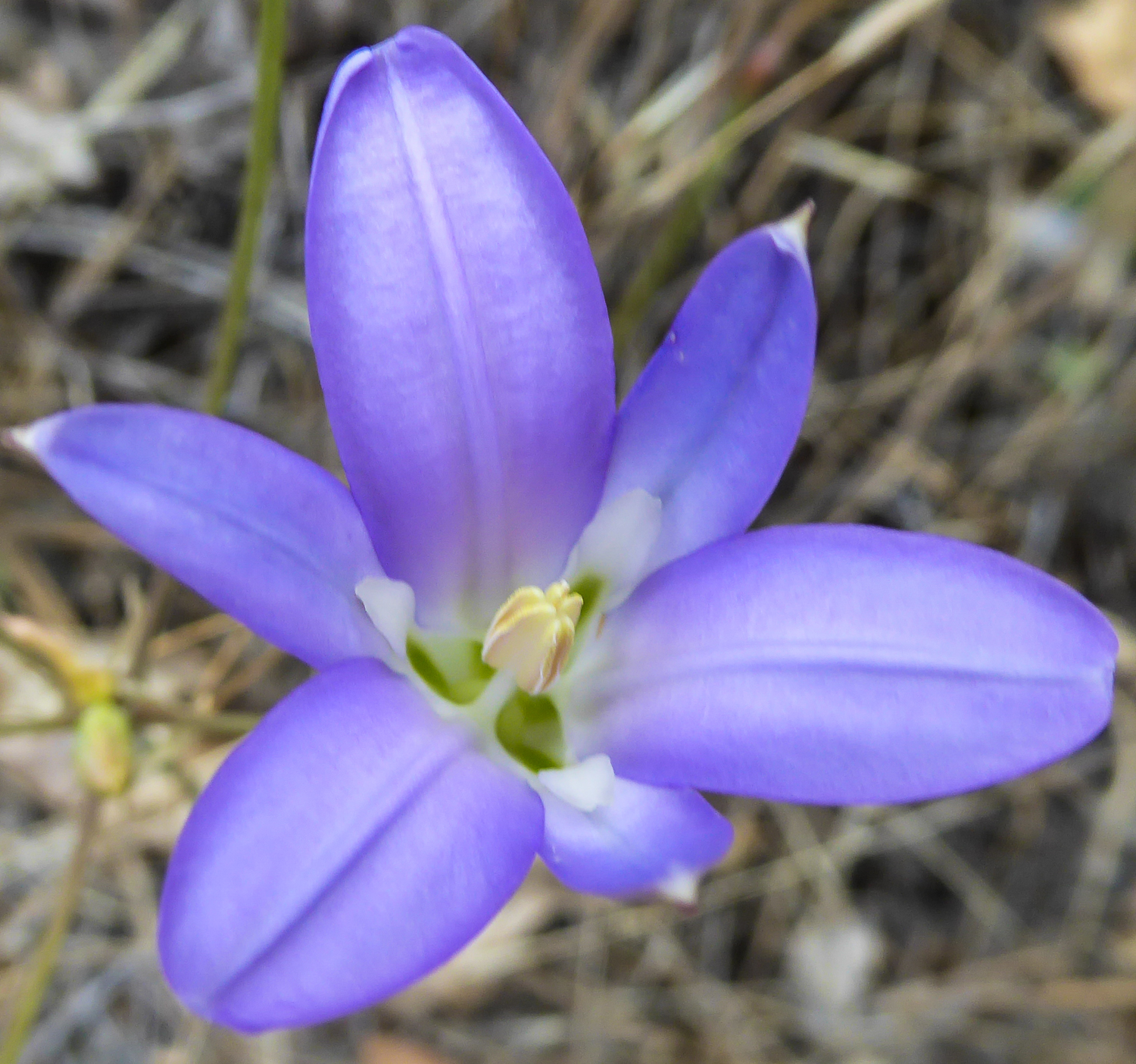 cruisingat60 Yosemite wildflowers, weeds, and naturalized invaders
