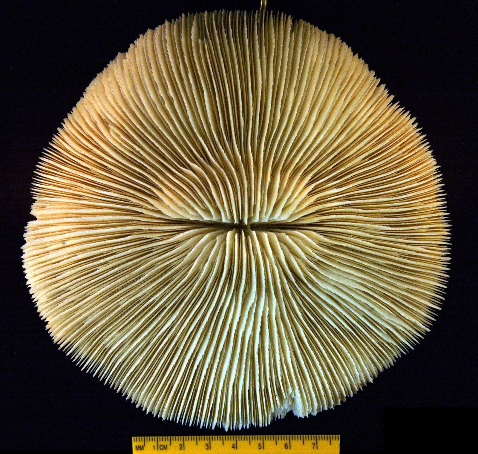 Real Monstrosities Mushroom Coral