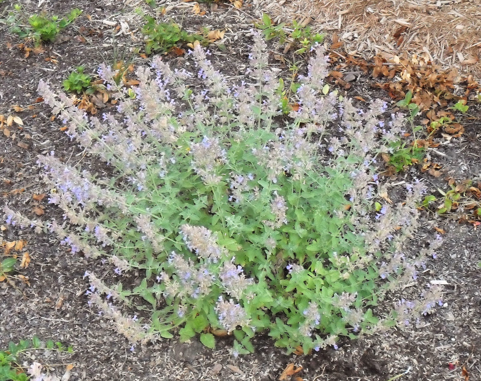 Backyard Patch Herbal Blog Catnip Herb of the Week