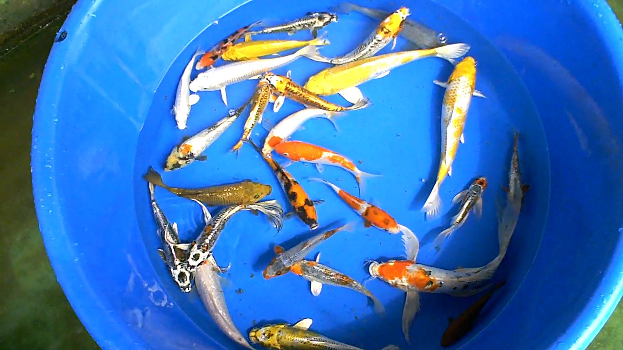 The Blackwater Blog Redland Koi delivery and now for sale