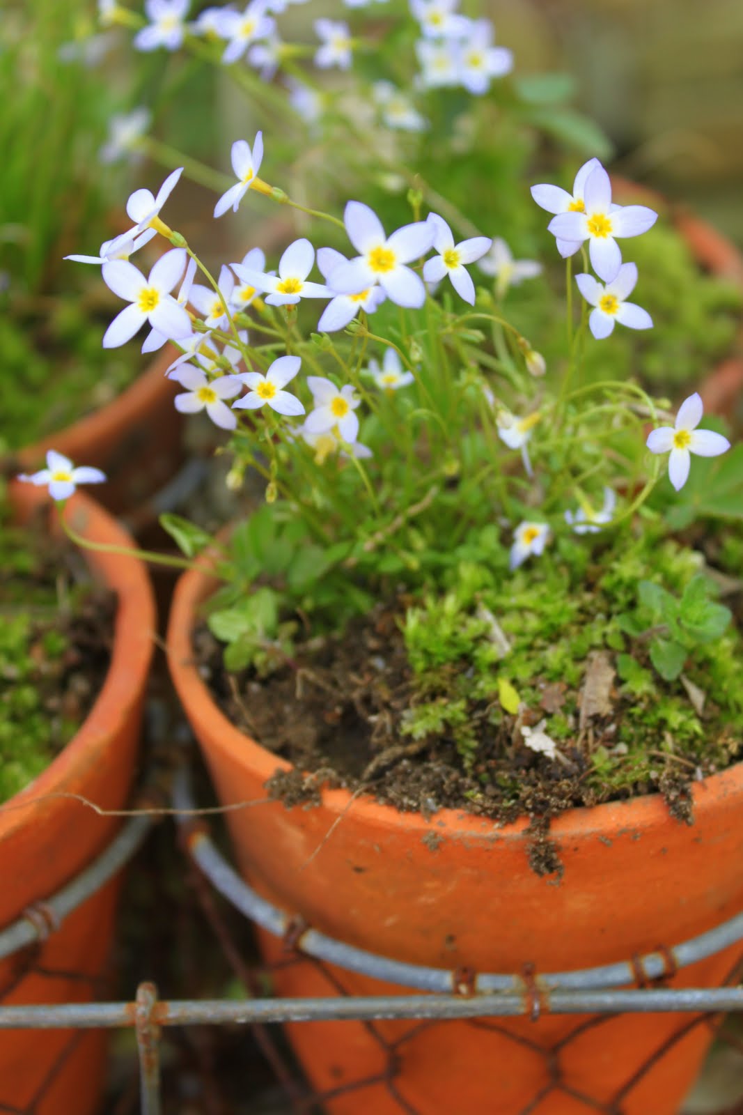 52 FLEA Me Nots in French Clay Pots