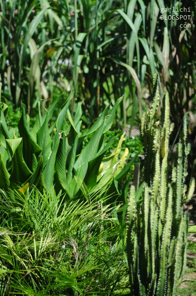 Pokok Tebu