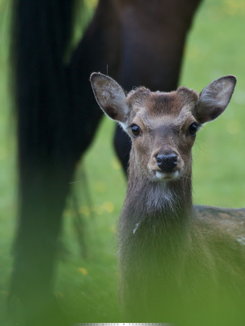 Sikahert - Sika Deer - Cervus nippon