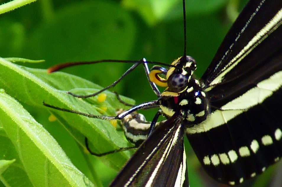 MOSI Outside Florida State Butterfly Zebra Longwing