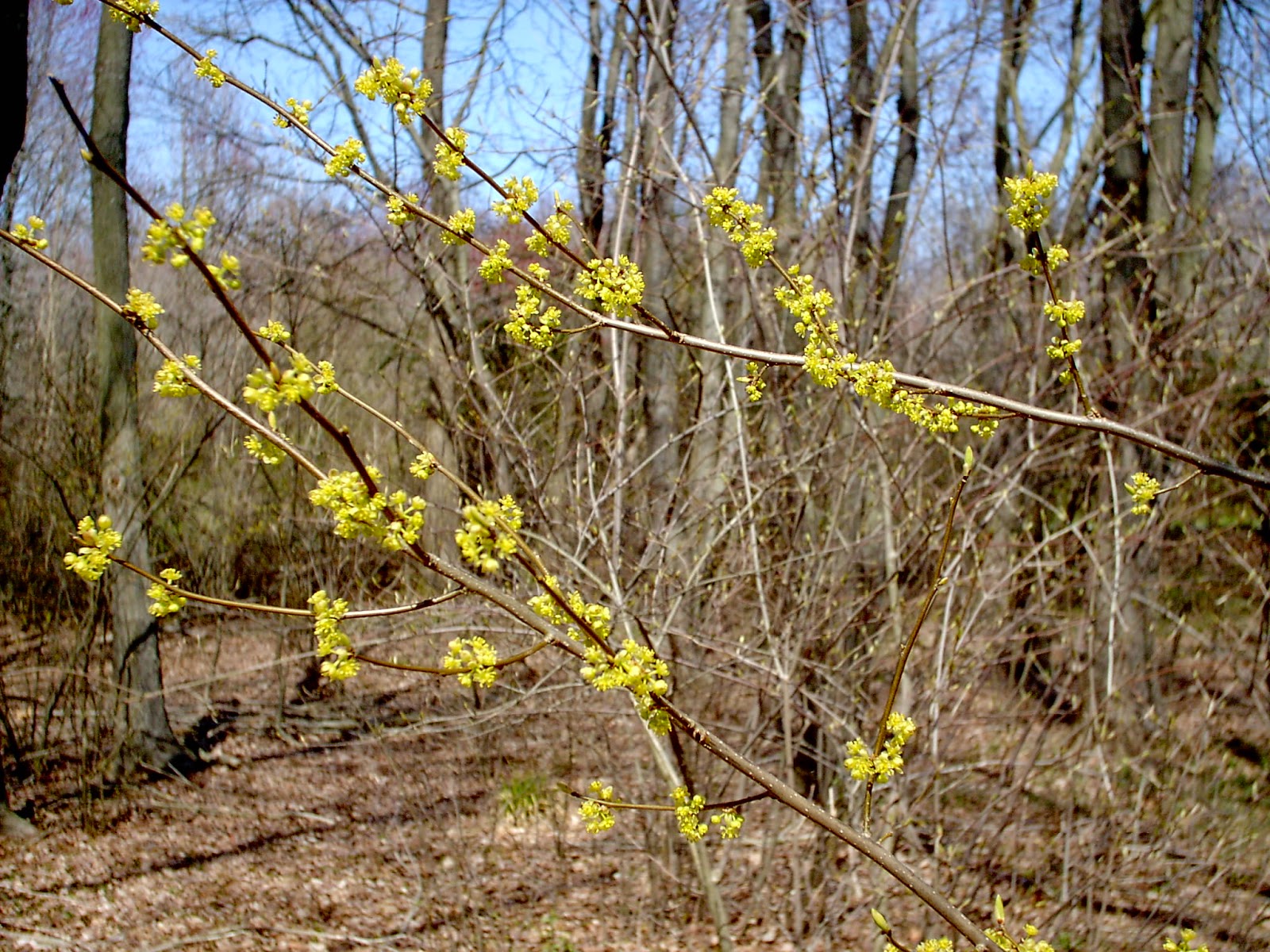 Spicebush Plant Of The Week Wild Foodies Of Philly