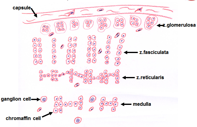 Histology Drawings: Endocrine System