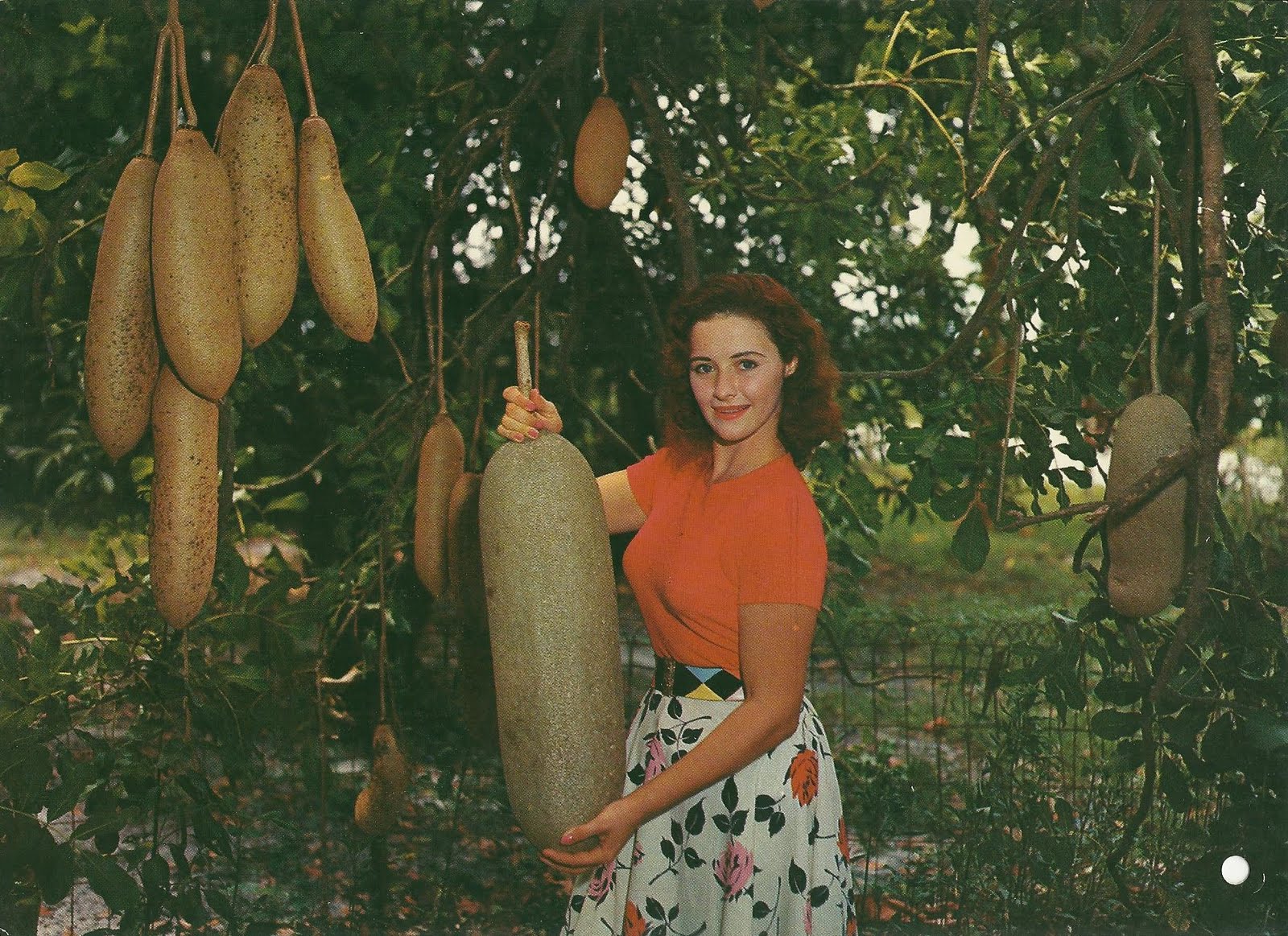 Vintage Travel Postcards: Flamingo Groves Botanic Garden