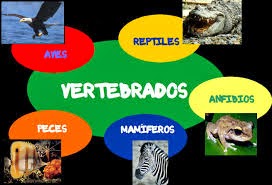 Los vertebrados