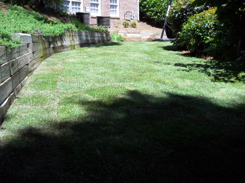 Palisade Zoysia