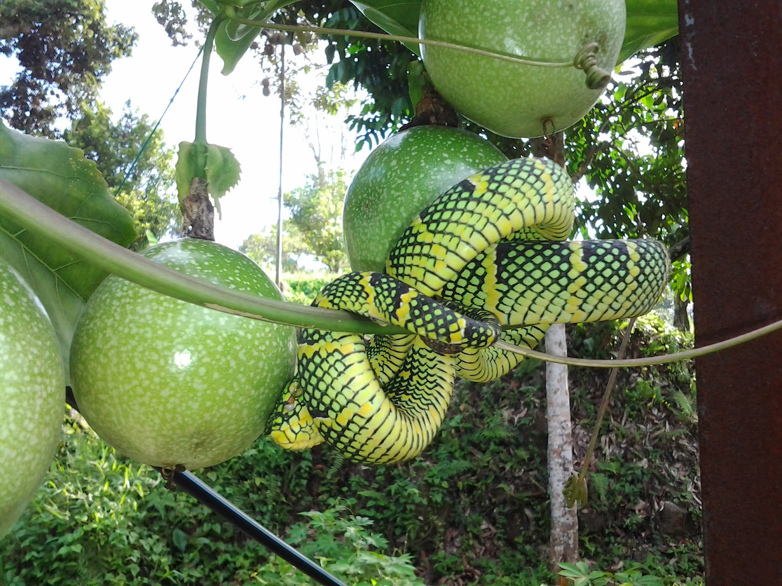 Mini Fruit My farm Passion fruit with Snake