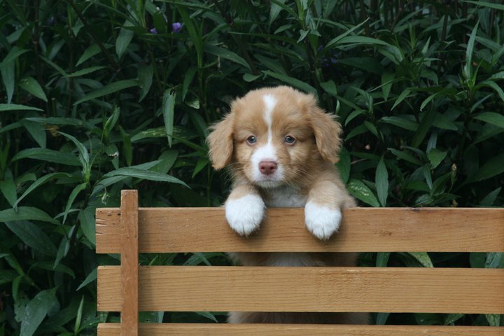 toller dog