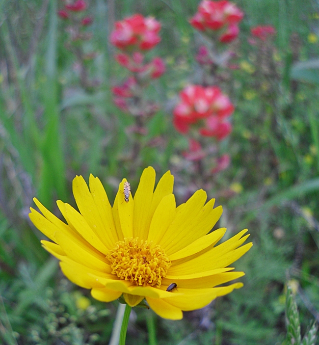 Dusty Us Diaries Yellow Wildflower