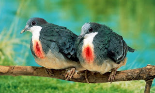 صور طيور جميلة وغريبة   Photos beautiful and exotic birds Wild-luzonbleedingheartpigeon-large-580x346+%25281%2529