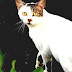 Category:Rex Cat Breeds - Cat Breeds Wiki