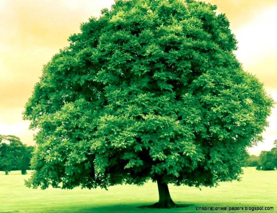 Big Tree Nature Green Desktop for Wallpaper Desktop for Big Tree Nature Green Desktop for Wallpaper Desktop for