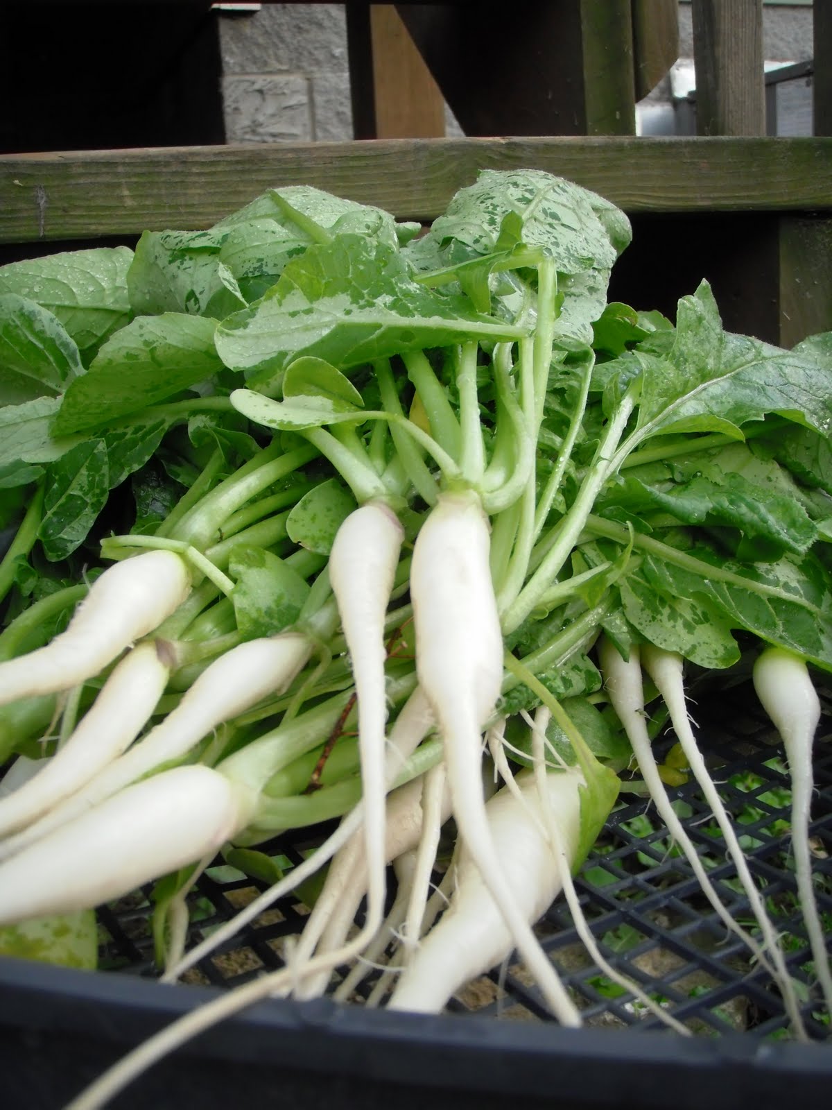 Alli's Adventure Icicle Radishes!! The Harvest