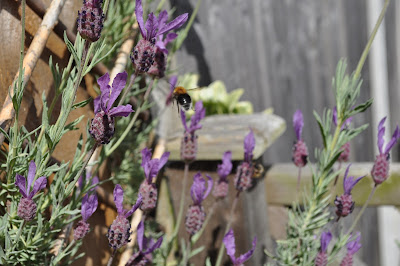 Bee in flight http://snadralovesblogging.blogspot.co.uk/
