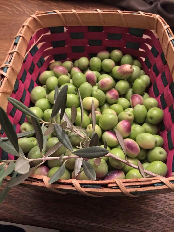 Rockin' the Kitchen Curing Olives at Home
