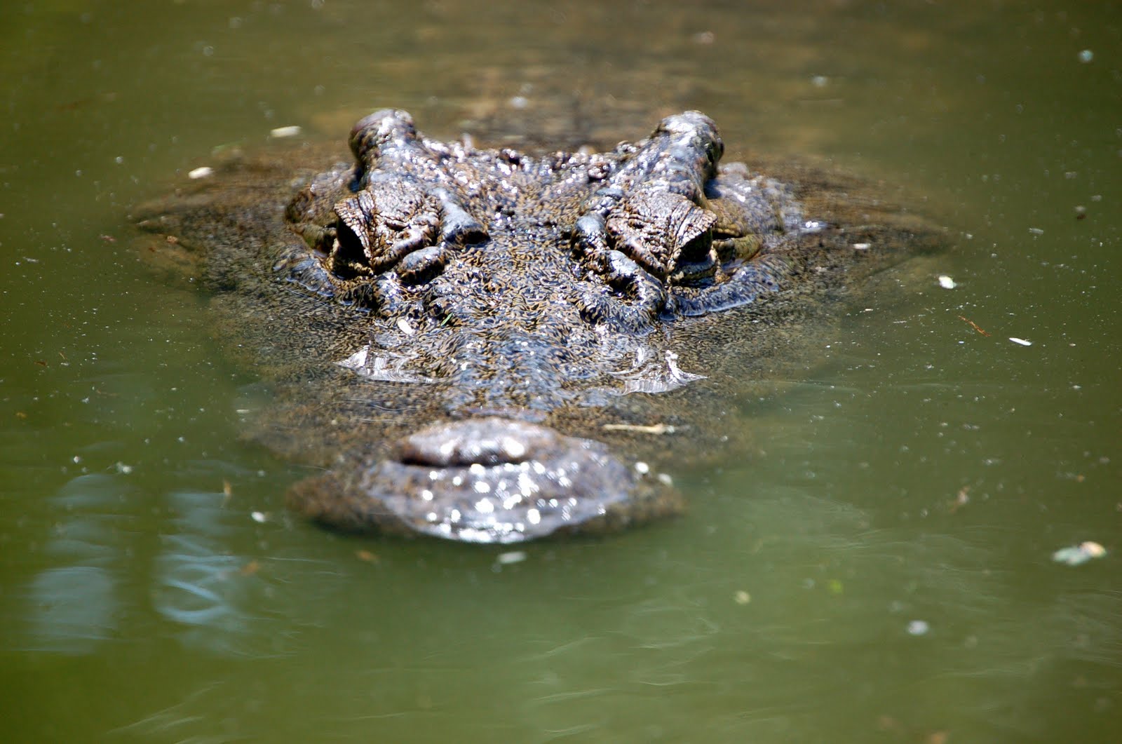 crocodile+2.JPG