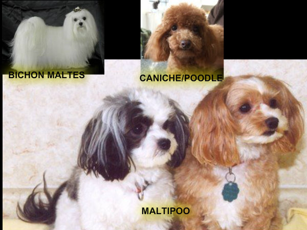 Blog de perros miniaturas: perros miniatura de diseño mestizos o ...