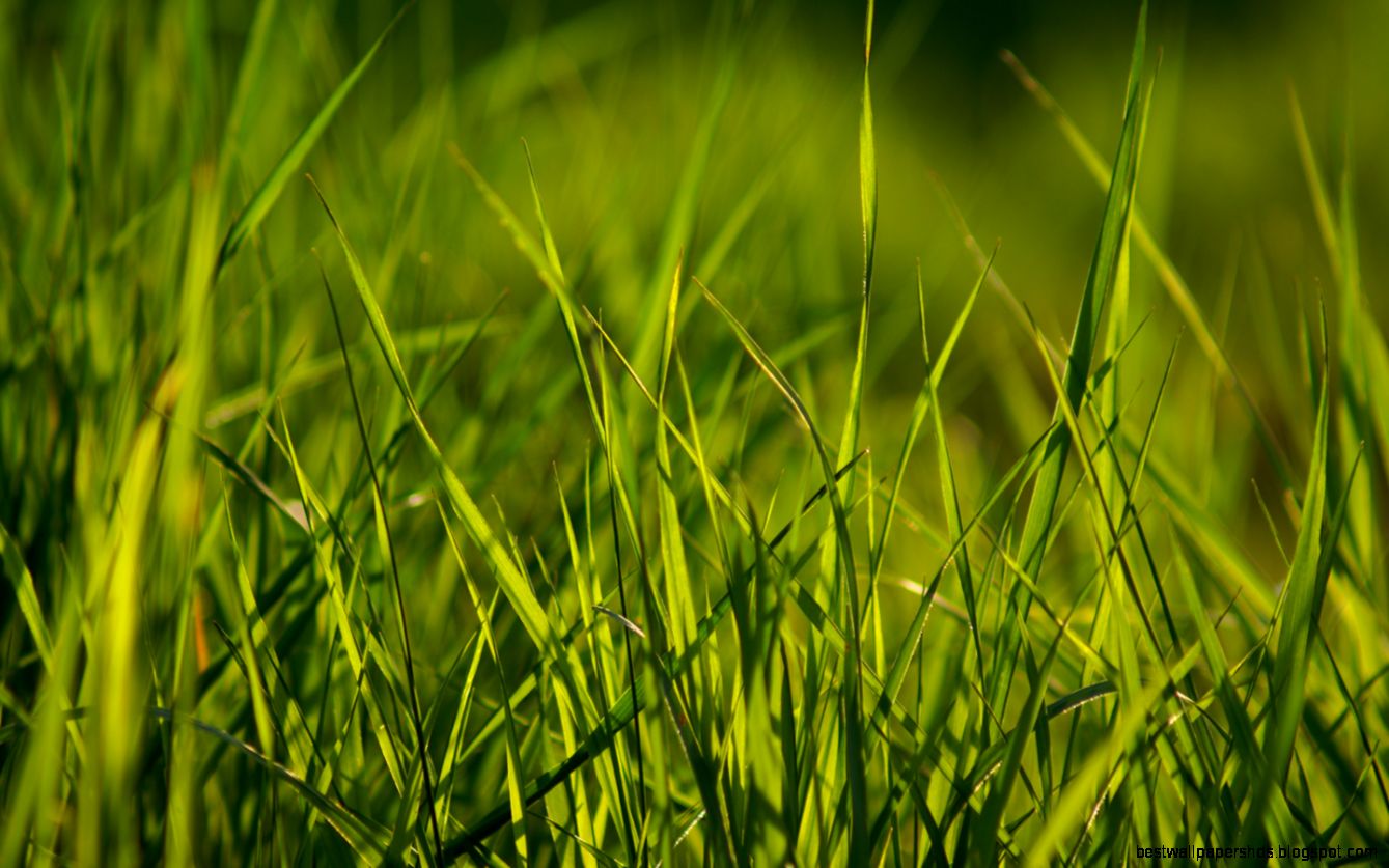 FunMozar – Grass Wallpapers FunMozar – Grass Wallpapers