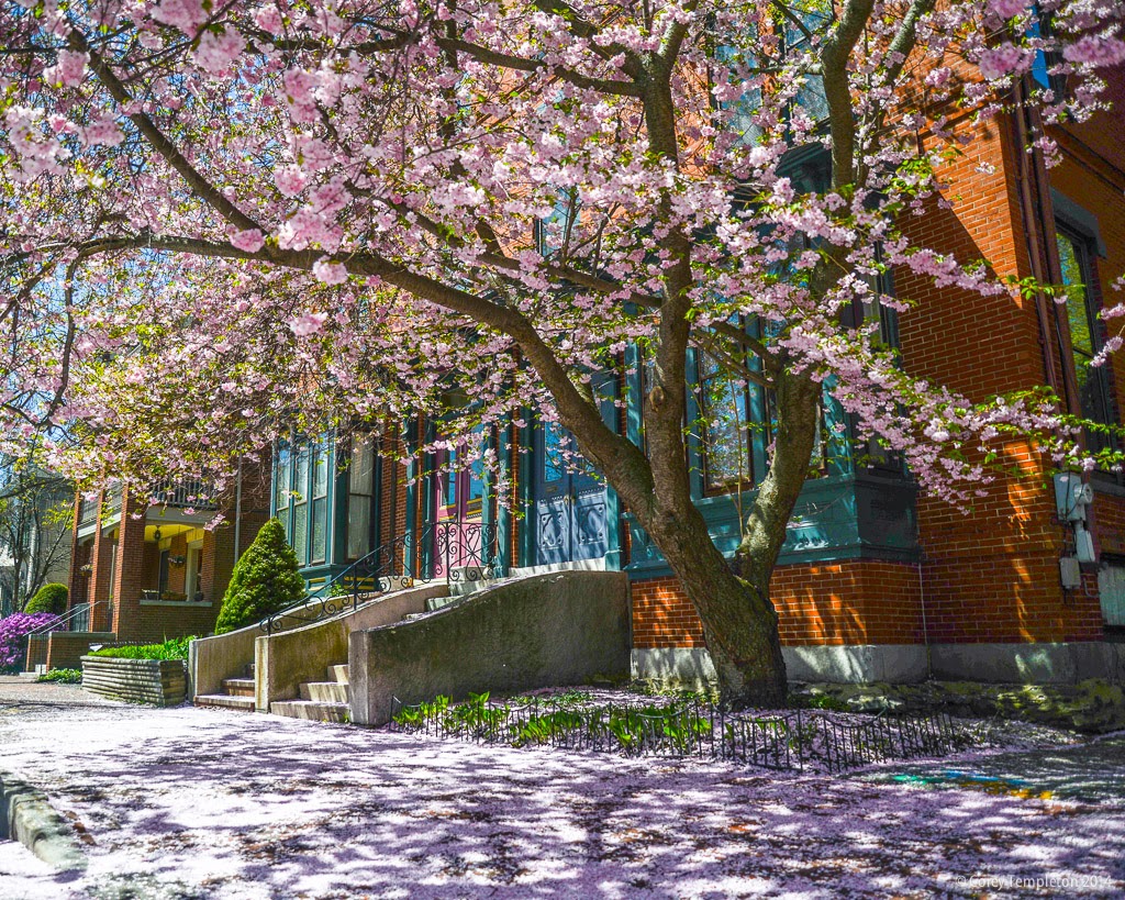 cherry tree maine corey templeton photography cherry tree maine corey templeton photography