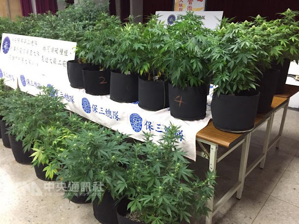 林姓與姜姓男子涉嫌以雪茄館當掩護,種植並製造大麻 ,內政部警政署保安警察第三總隊刑警大隊獲報查緝, 起出大麻活株、大麻成品、栽種製造設備及吸食器等, 全案今天依法送辦。 林姓與姜姓男子涉嫌以雪茄館當掩護,種植並製造大麻 ,內政部警政署保安警察第三總隊刑警大隊獲報查緝, 起出大麻活株、大麻成品、栽種製造設備及吸食器等, 全案今天依法送辦。