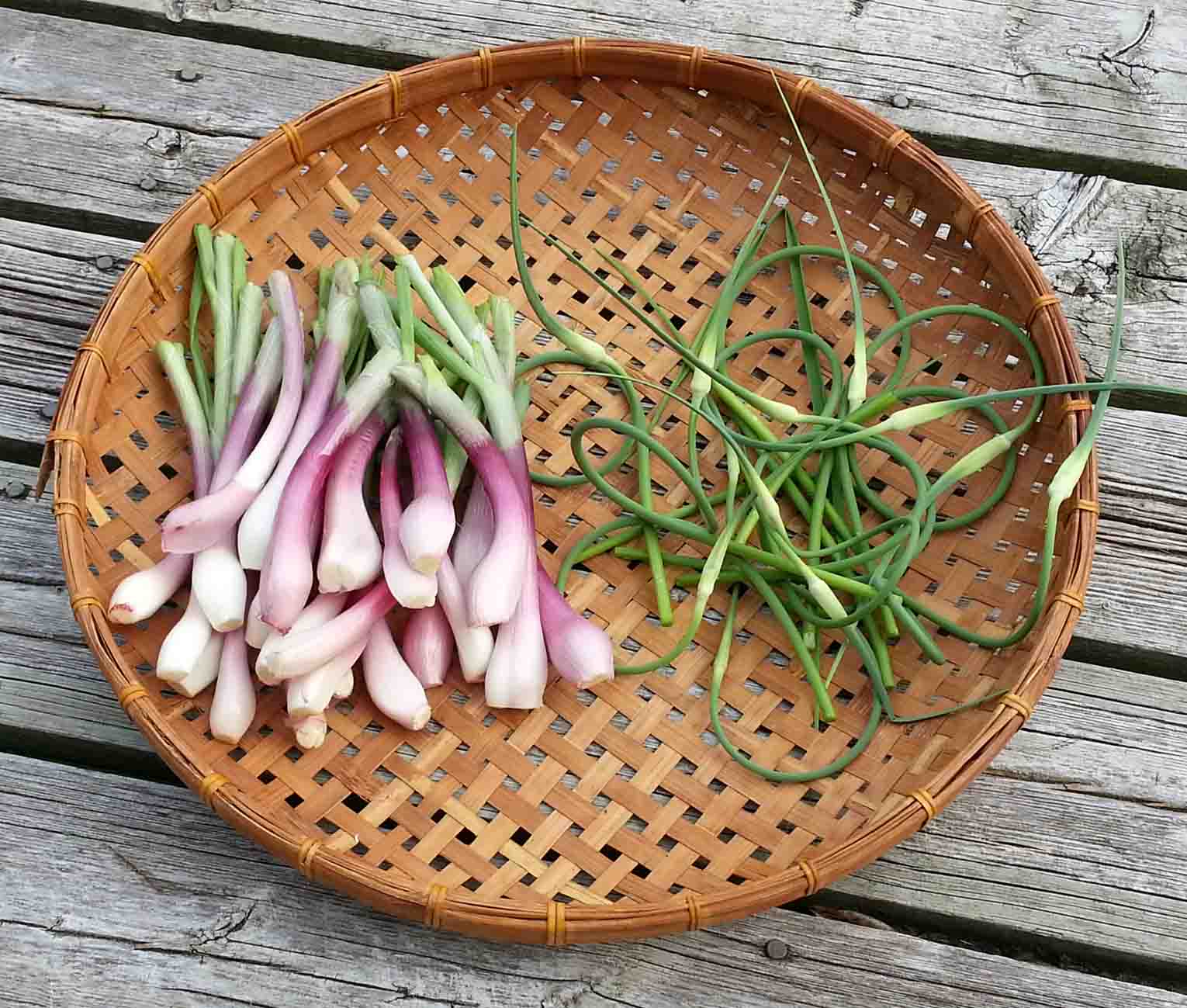 The Gardening Me End of Season Review Garlic & Shallots