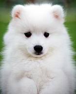 TOP TEN: 10 Jenis Anjing Paling Lucu Dan Menggemaskan
