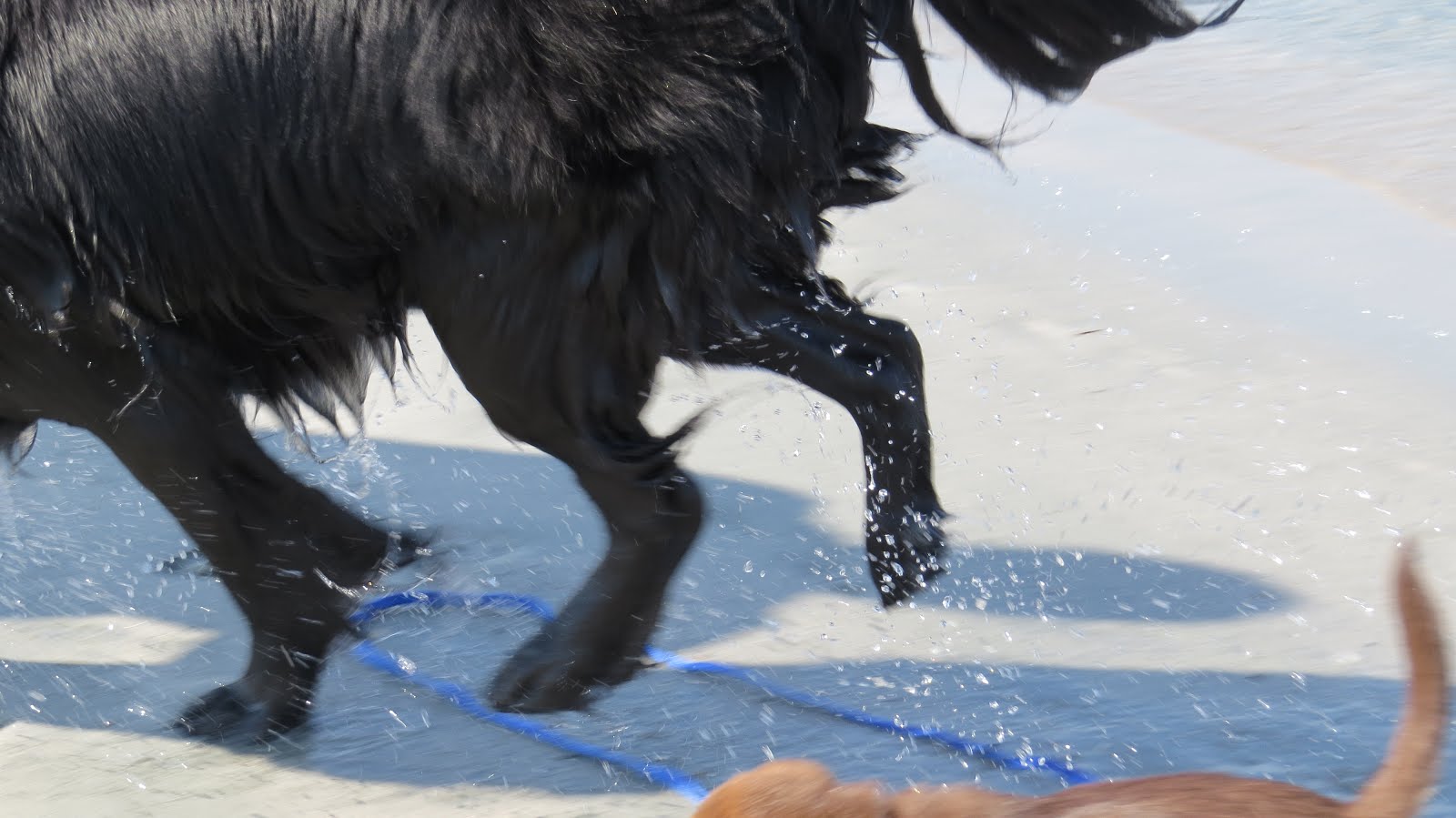 Dogs Running on Beaches