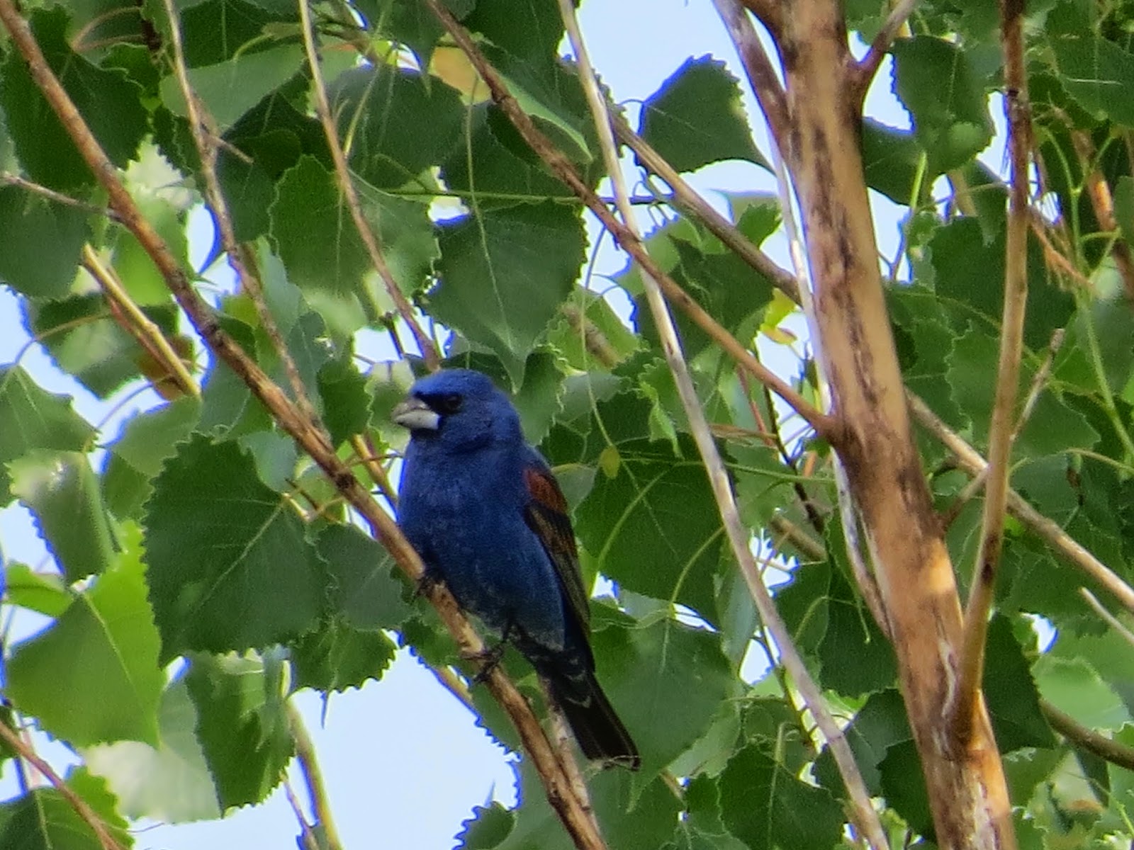 Birding Is Fun! Southern and Western Birds in the Midwest