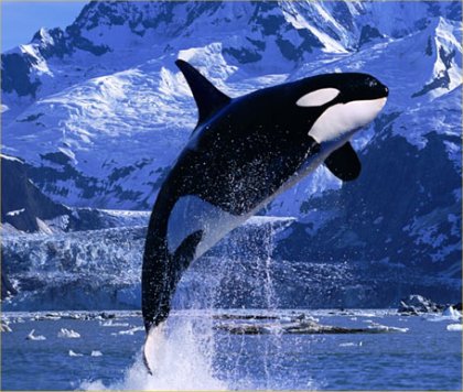 Amazing Killer Whale