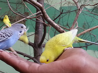 Love birds feeding at the park