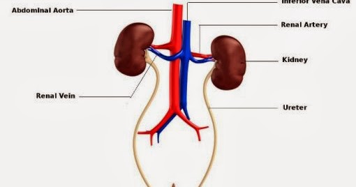Inferior Vena Cava Function In Urinary System