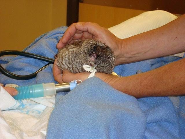 Screech Owl Undergoes Eye Surgery