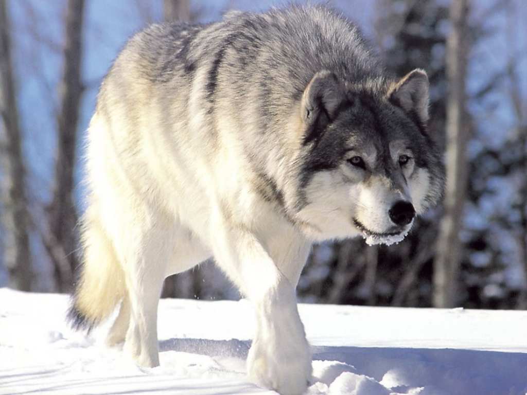 Mongol Wolf